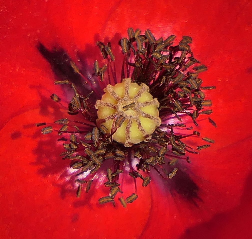 Klatschmohn Blütenstempel