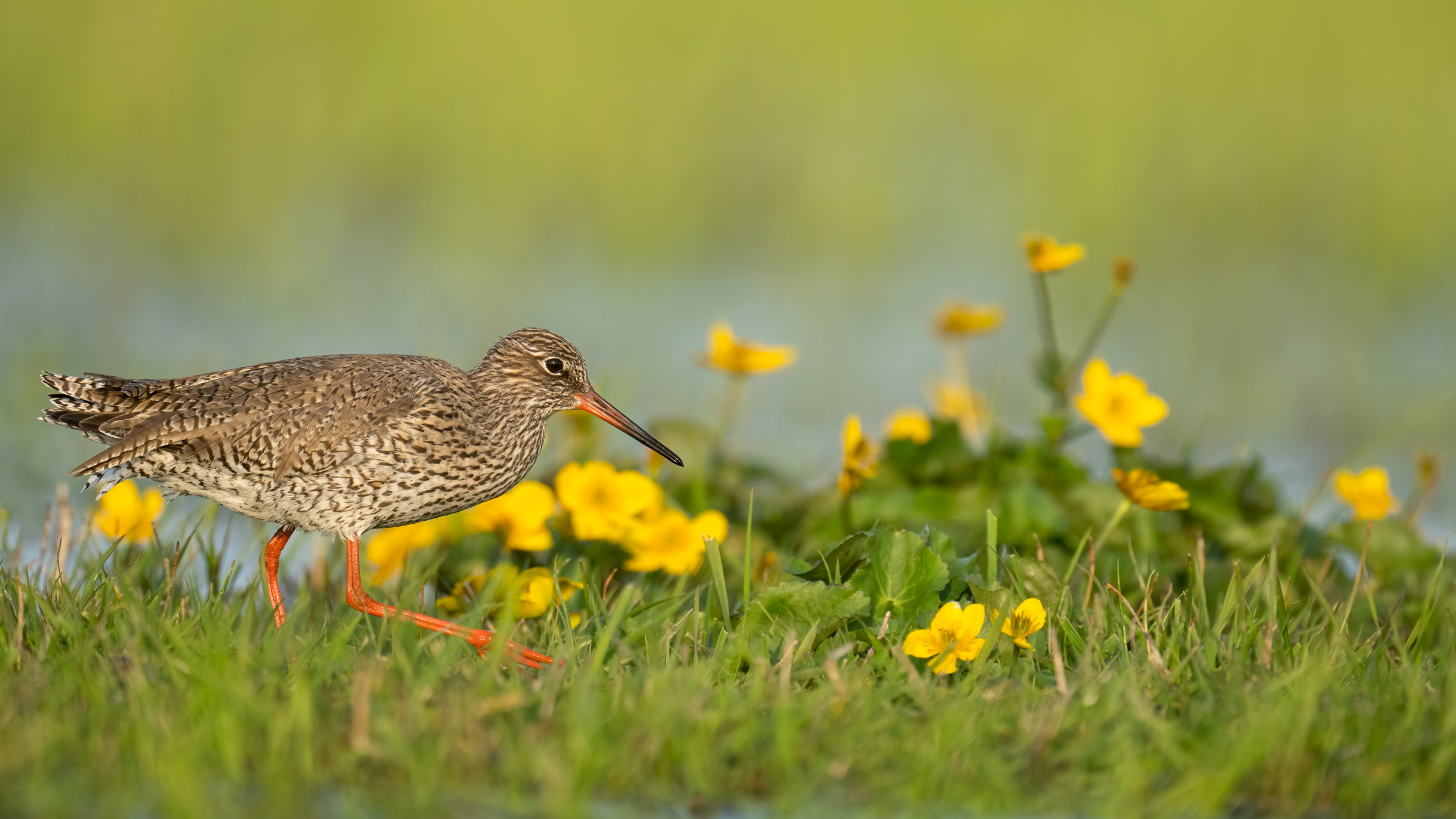 Rotschenkel mit Sumpfdotterblume