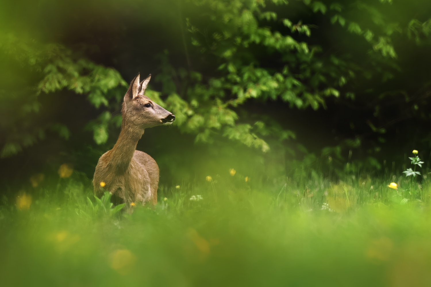 Reh im Wald