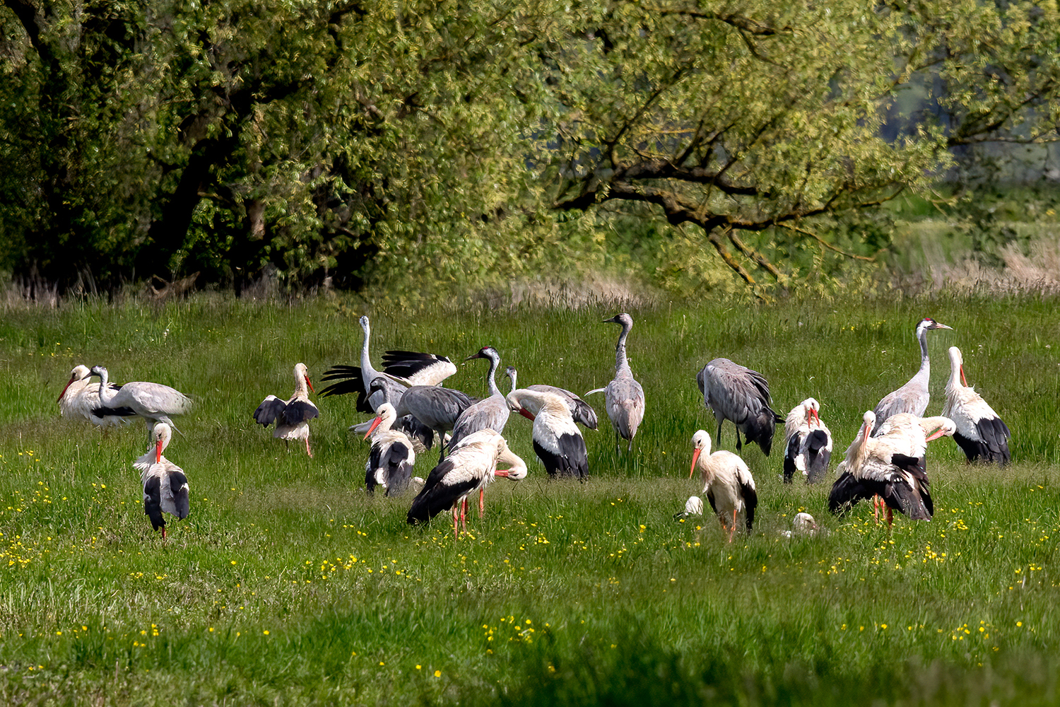Storch -Kranich - Party