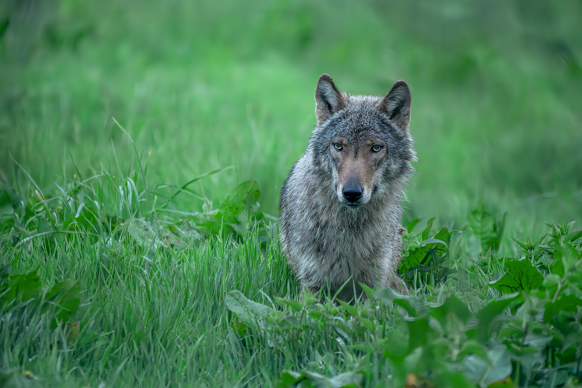 Altwolf