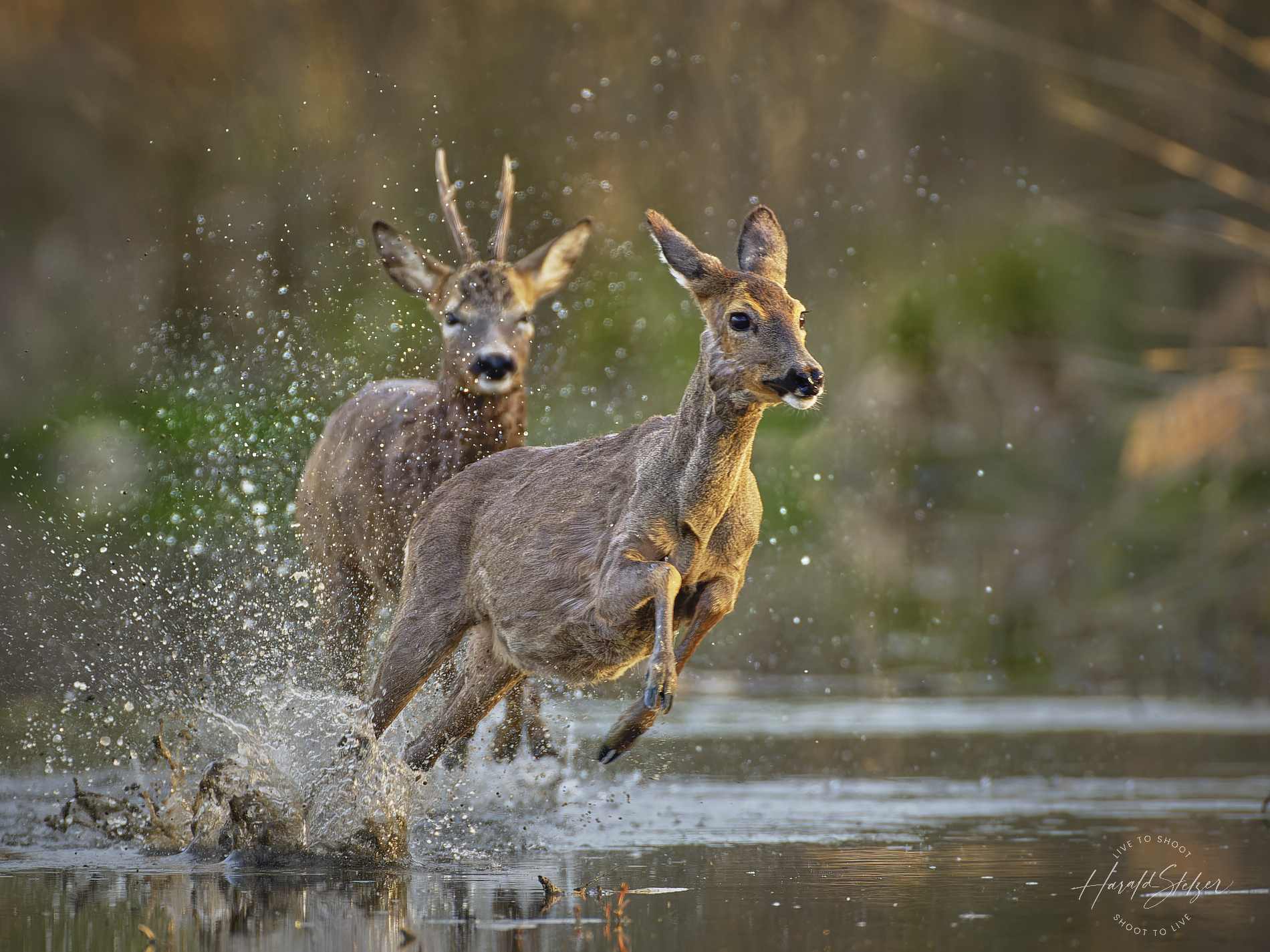 Die wilde Jagd (2)