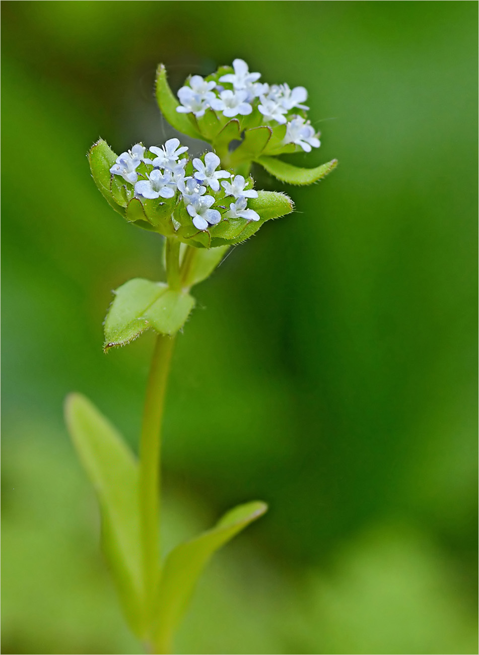 Gewöhnlicher Feldsalat