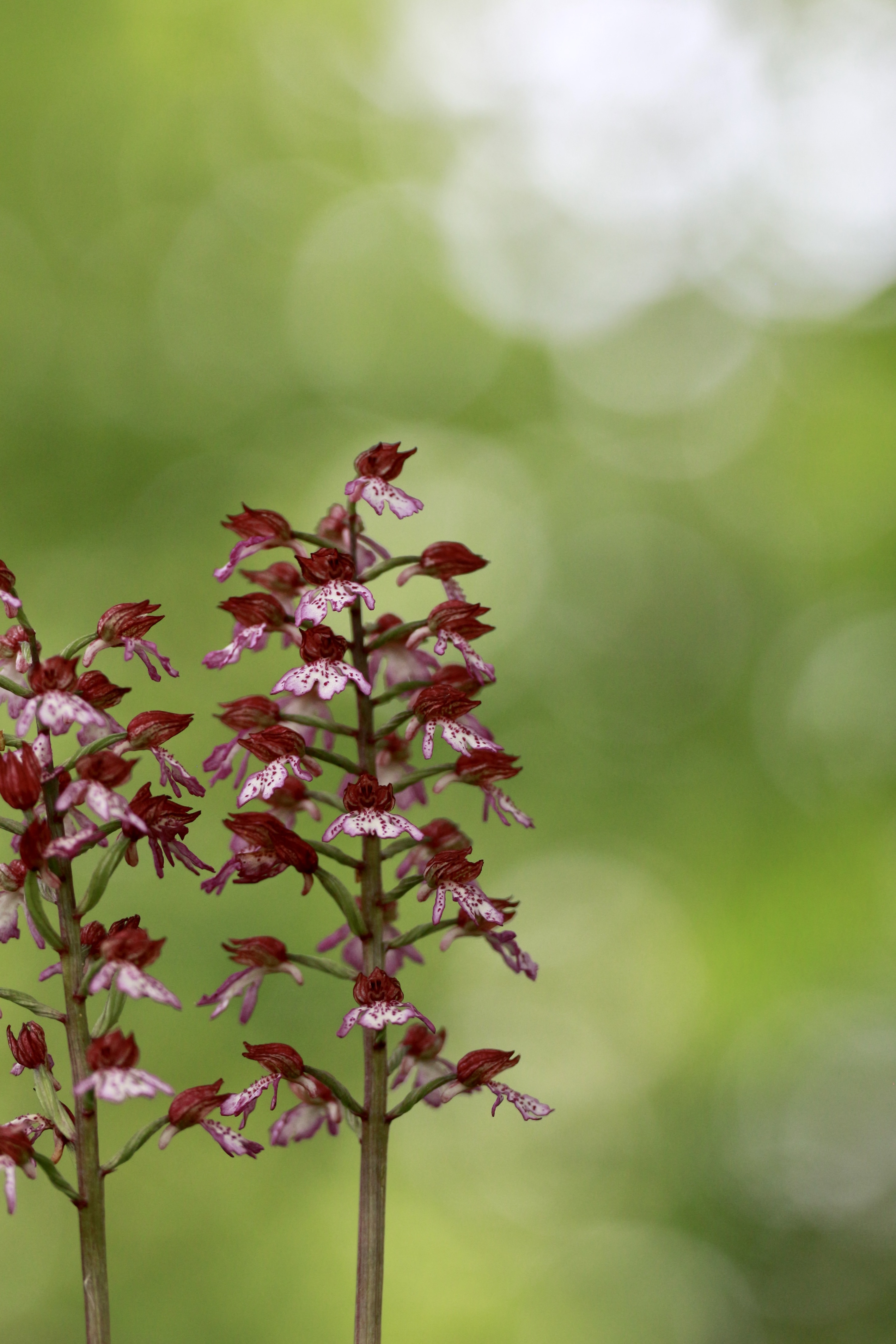 Purpur-Knabenkraut (Orchis purpurea)