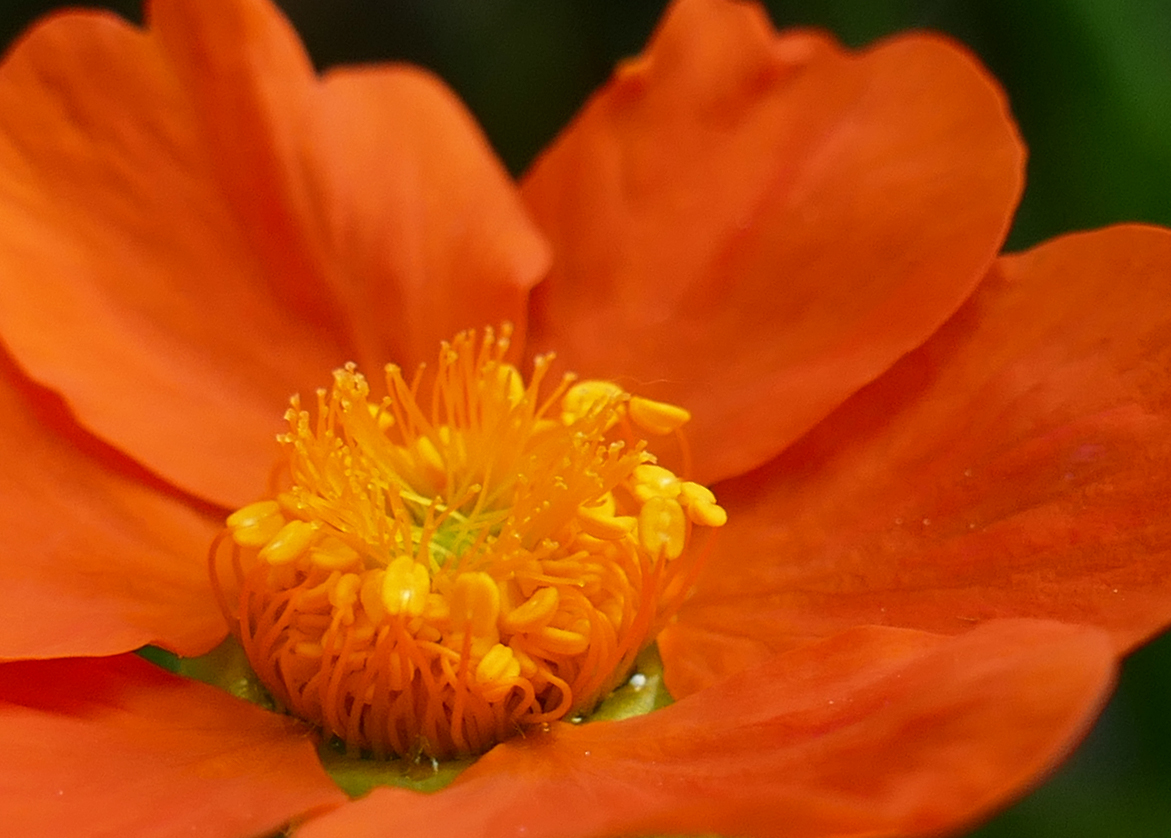 Flower power ...