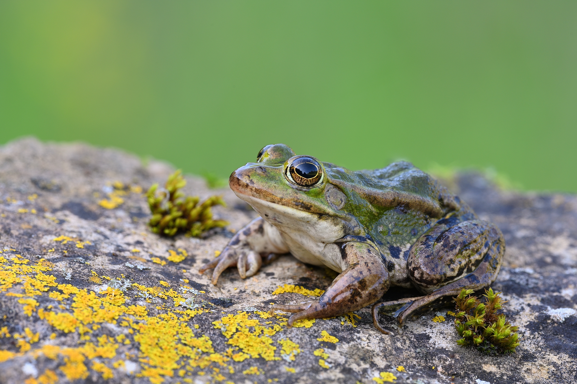 Teichfrosch