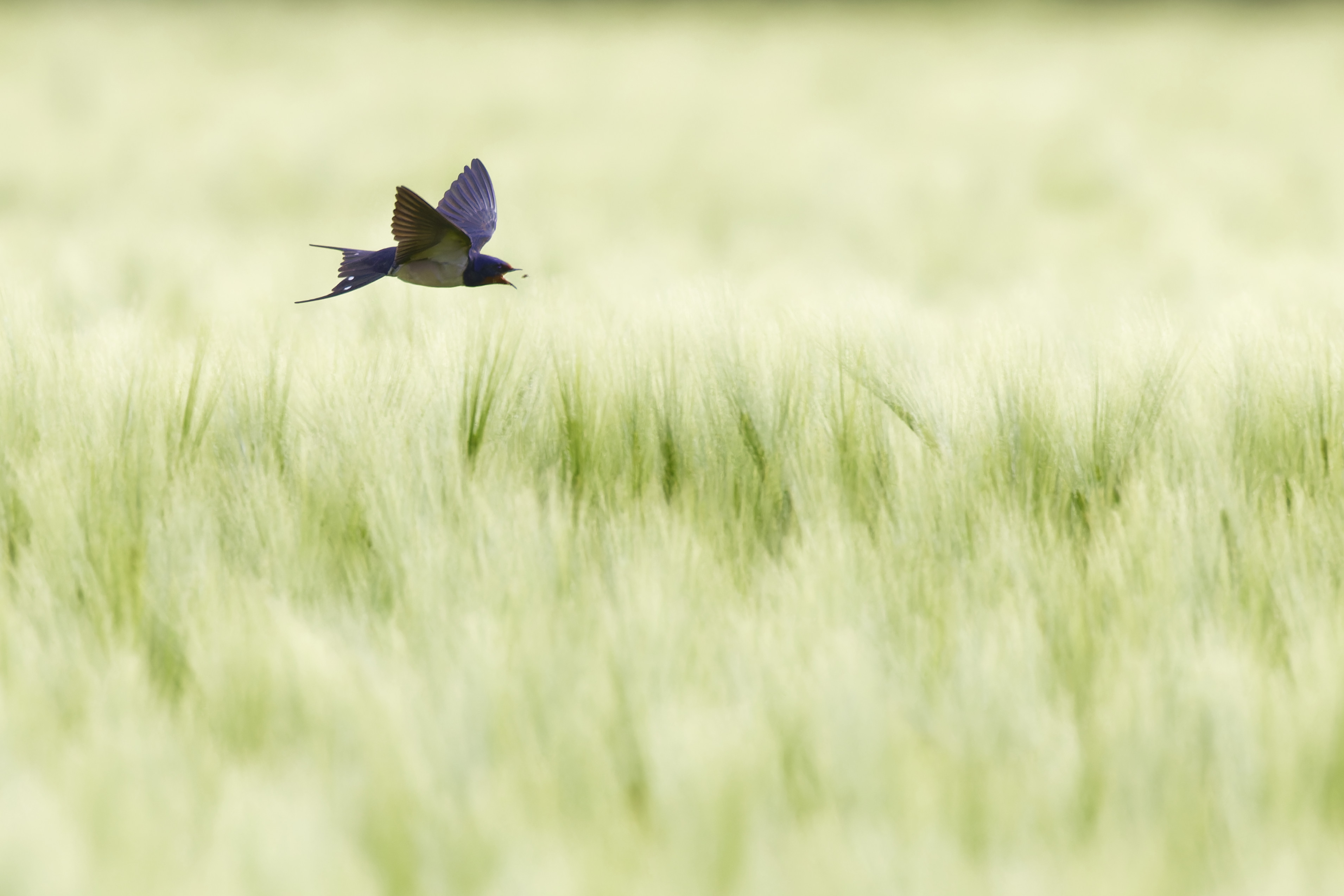 Eine einfache Rauchschwalbe im schönen Ambiente