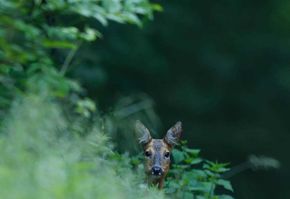 tief im Wald