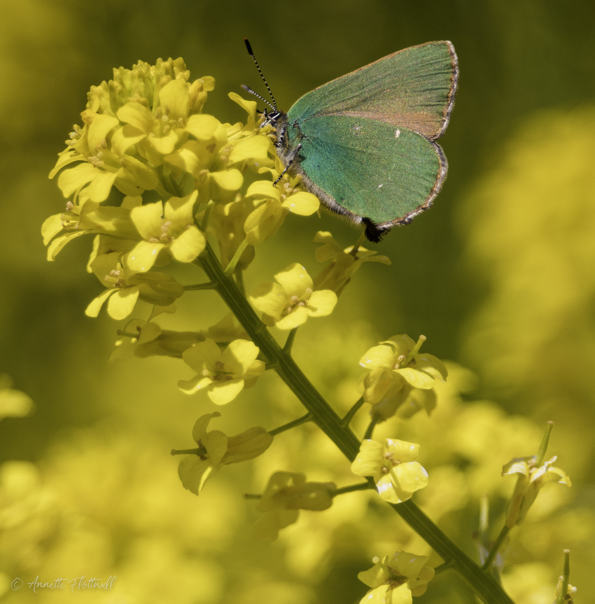 callophrys rubi - cejialba.jpg