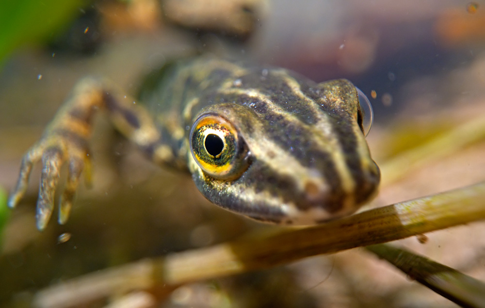 Teichmolch Männchen