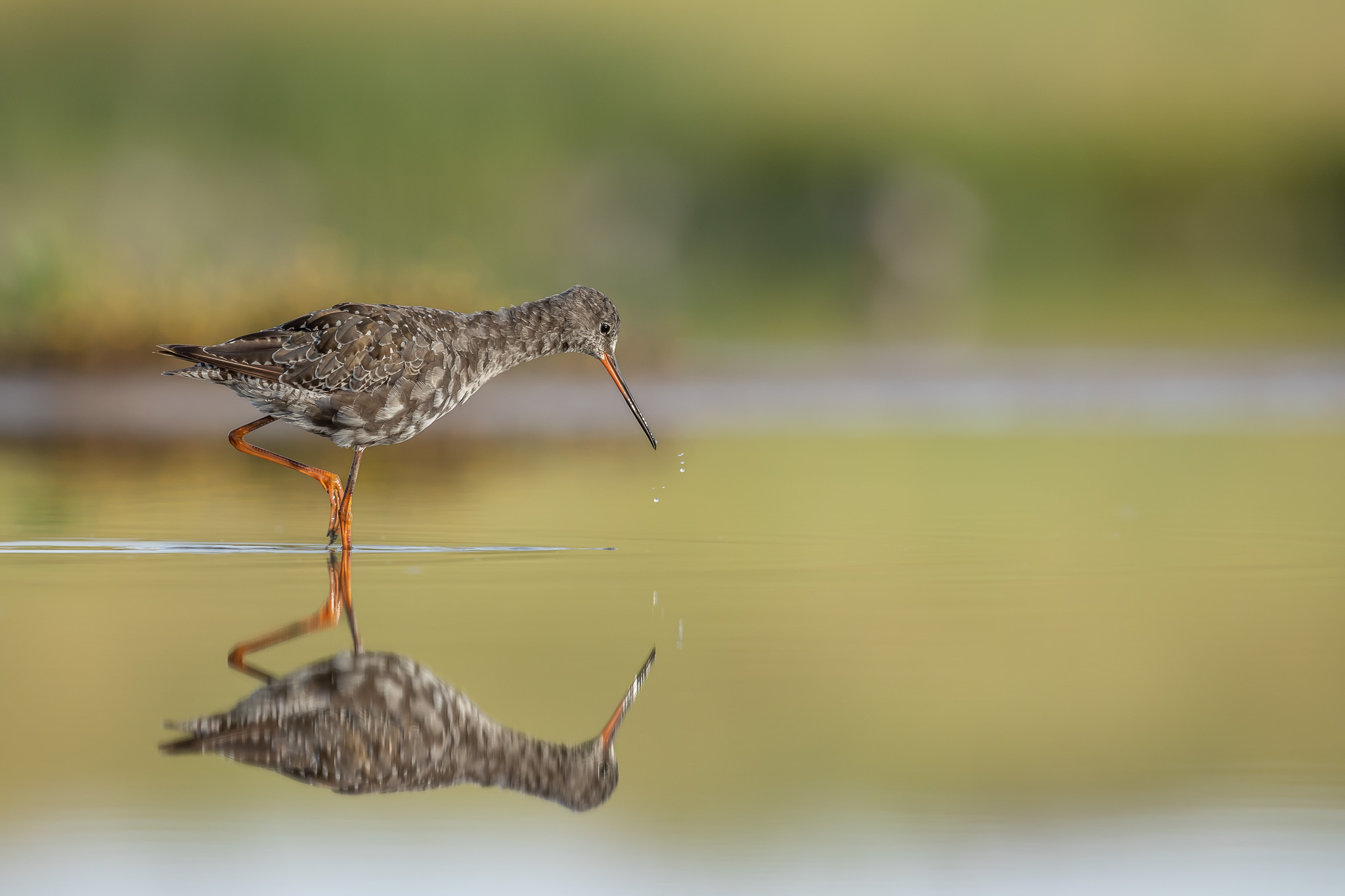 Dunkler Wasserläufer