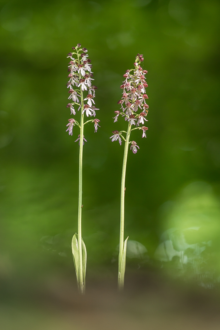 Duo