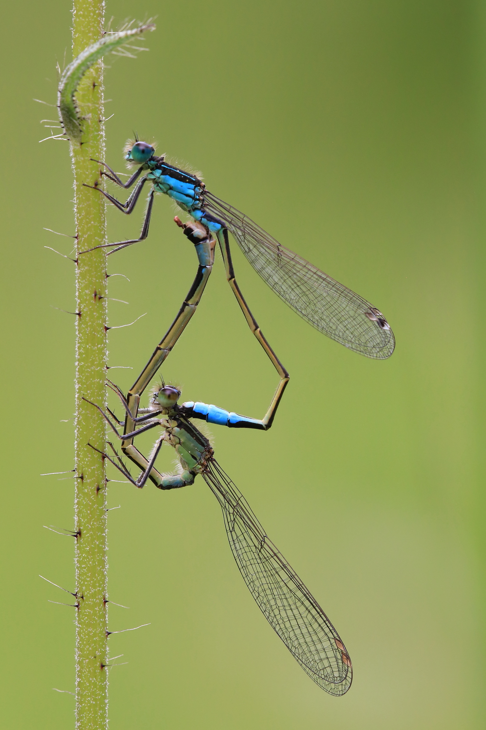 Grosse Pechlibelle