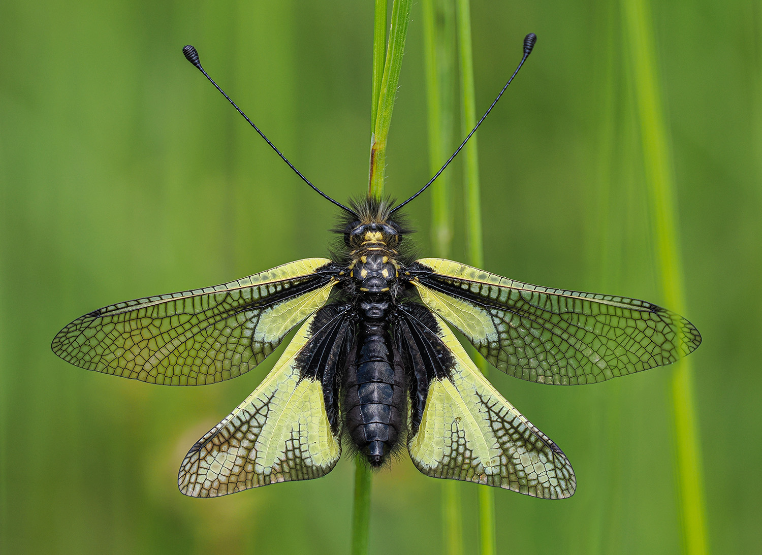 Schmetterlingshaft (Libelloides coccajus)