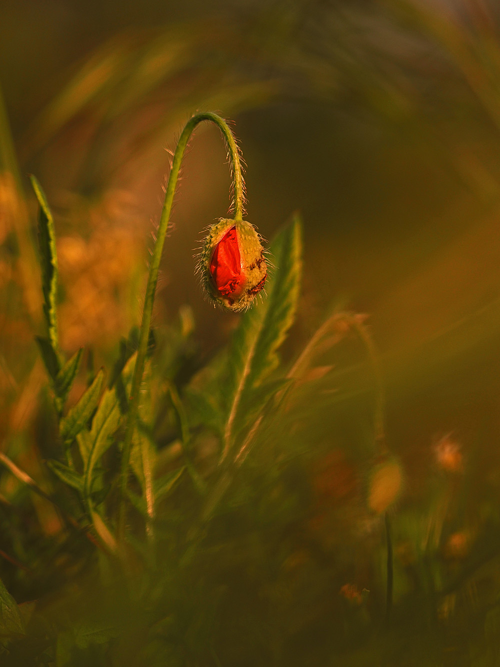 Schlafmohn