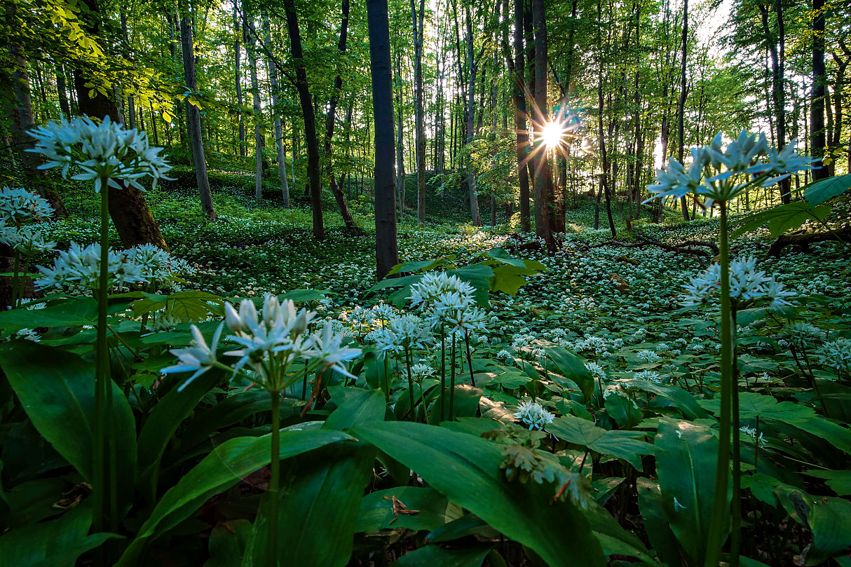 Wenn im Frühling der Wald den weißen Teppich ausrollt....