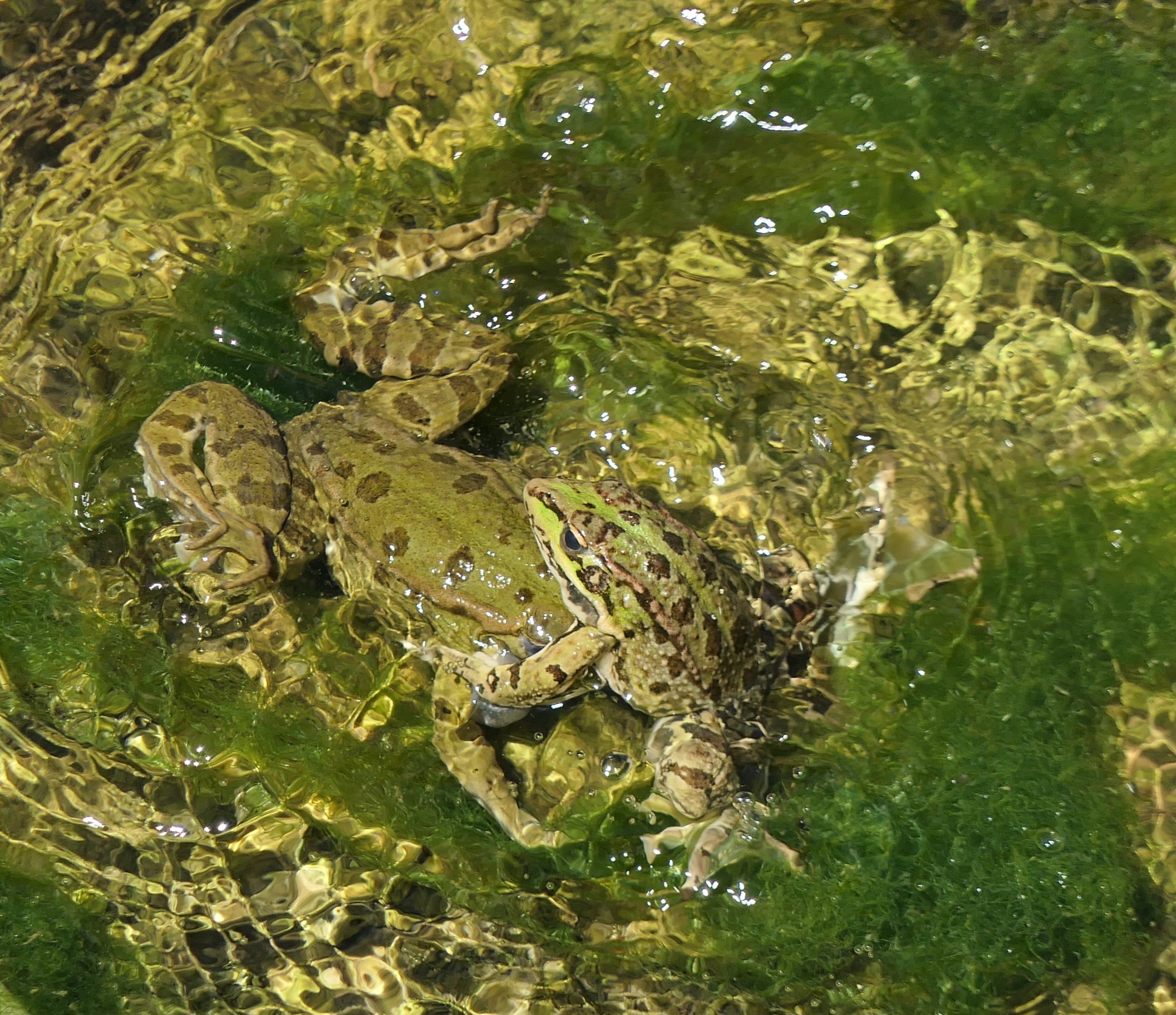 Wasserfrosch (Forum für Naturfotografen)