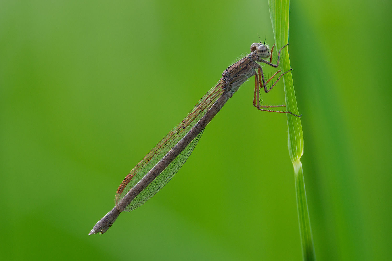 Sibirische Winterlibelle