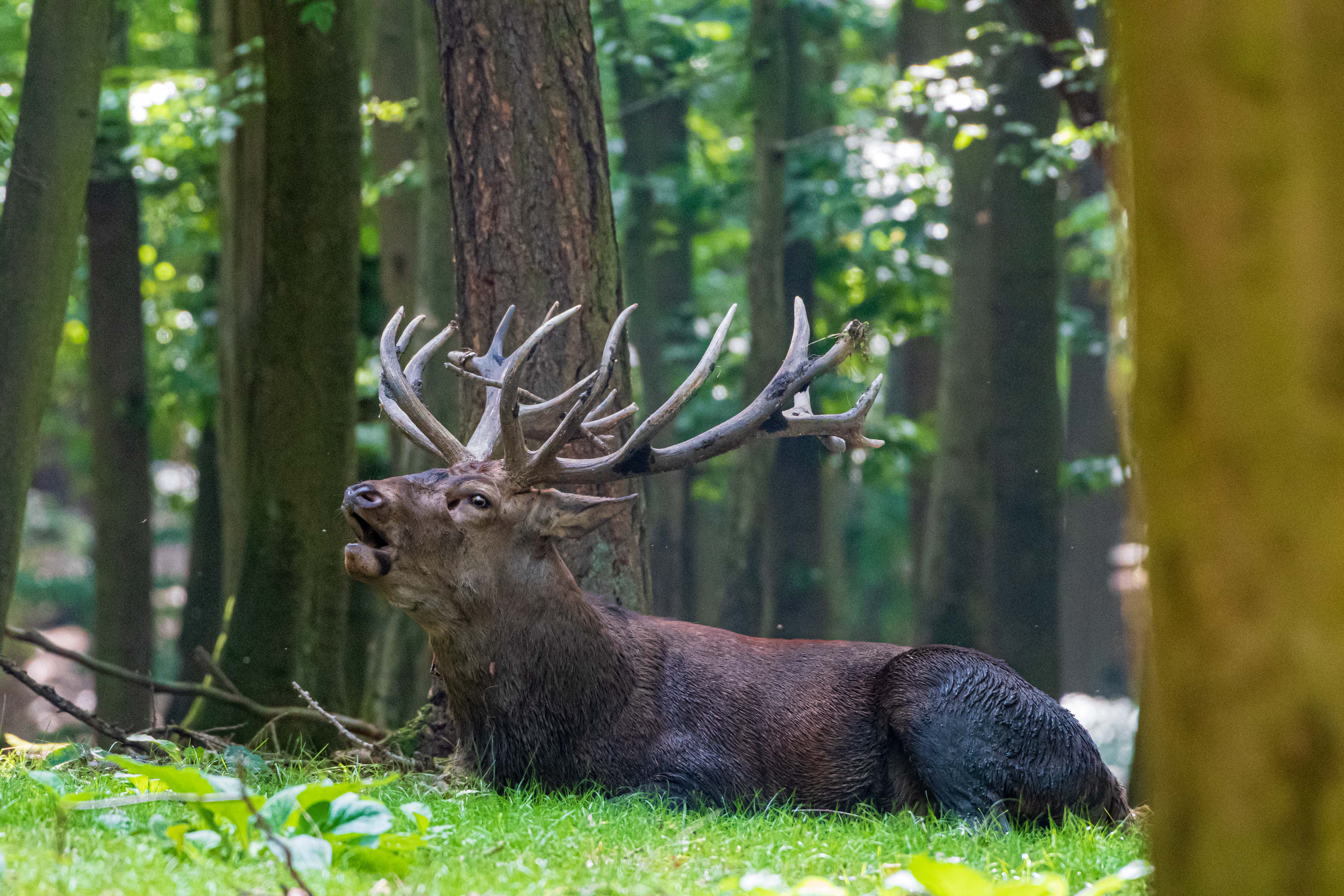 Der König des Waldes