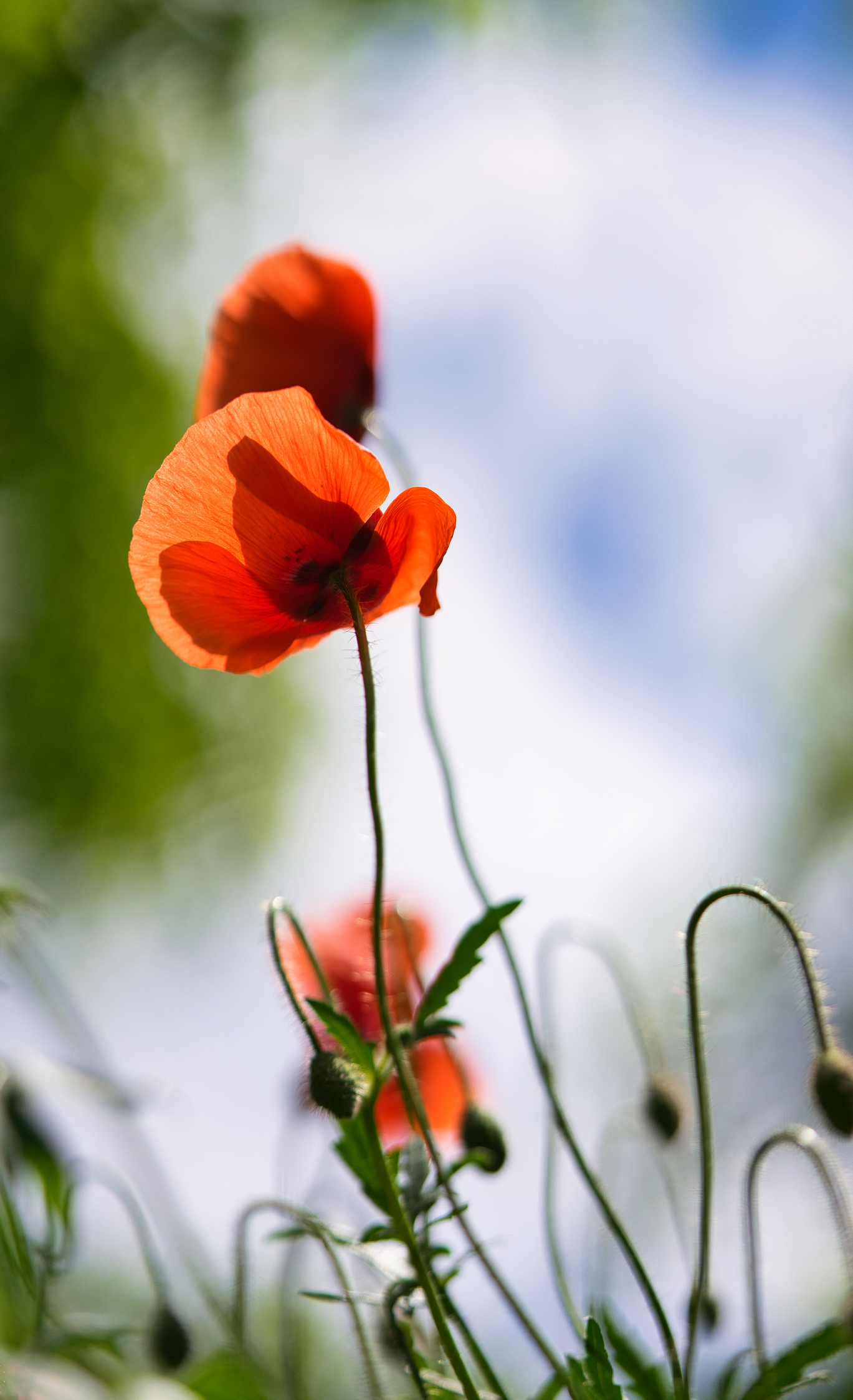 Mohnblumen