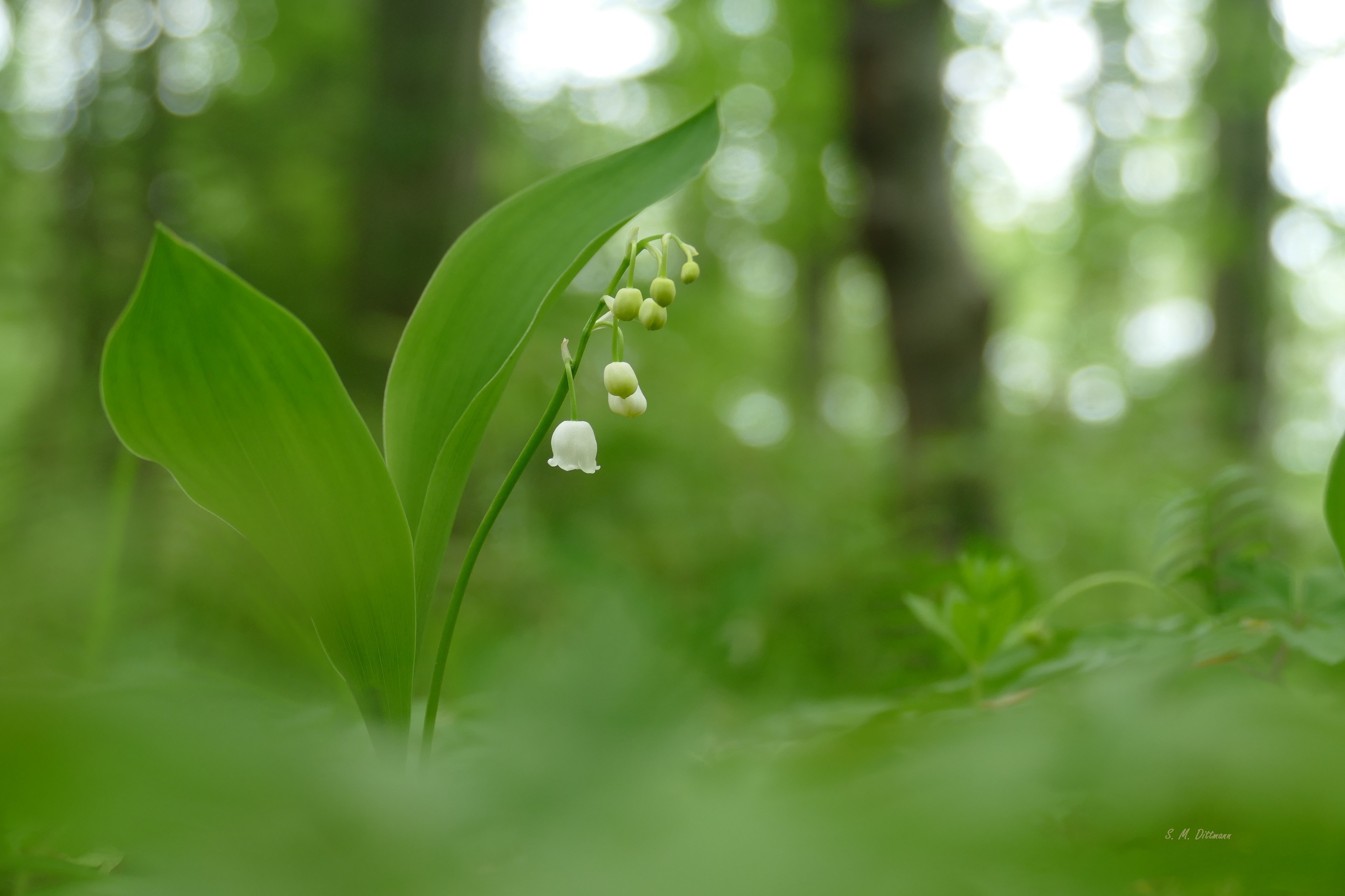 Im Küstenwald