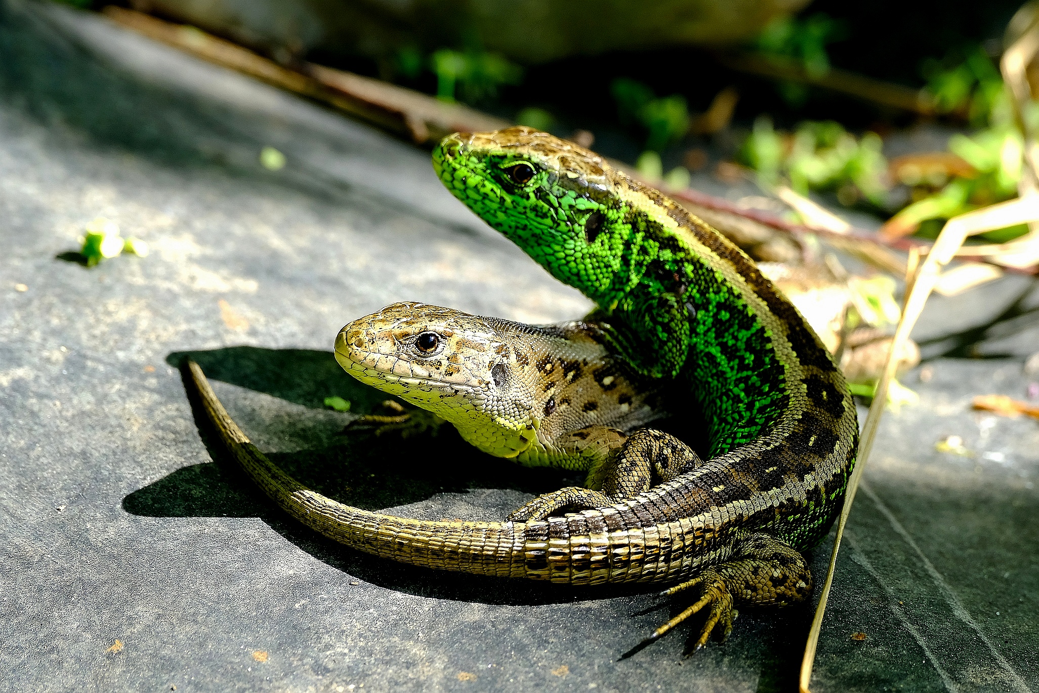 Zauneidechsen Couple