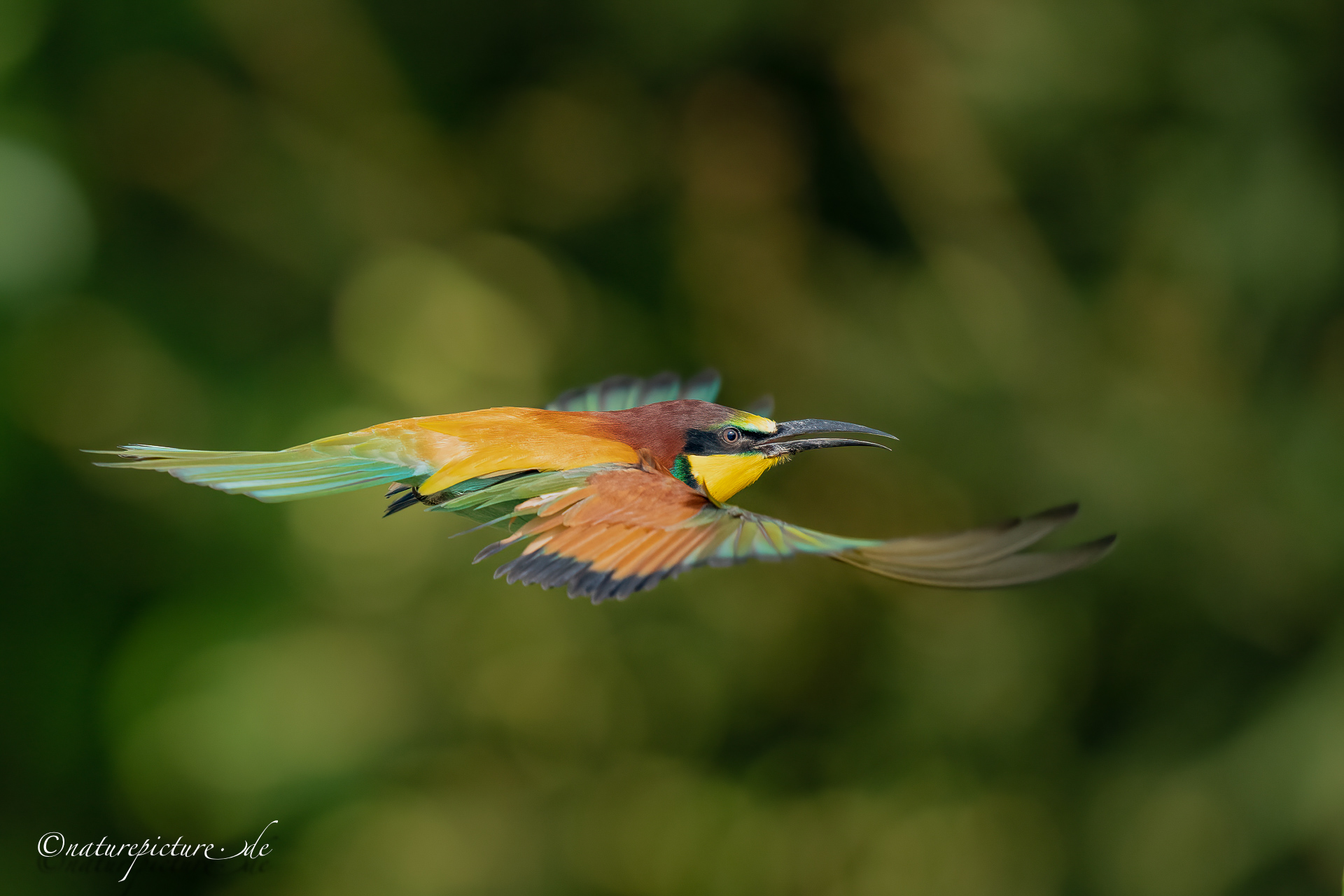 Vorbei-Flug im Profil