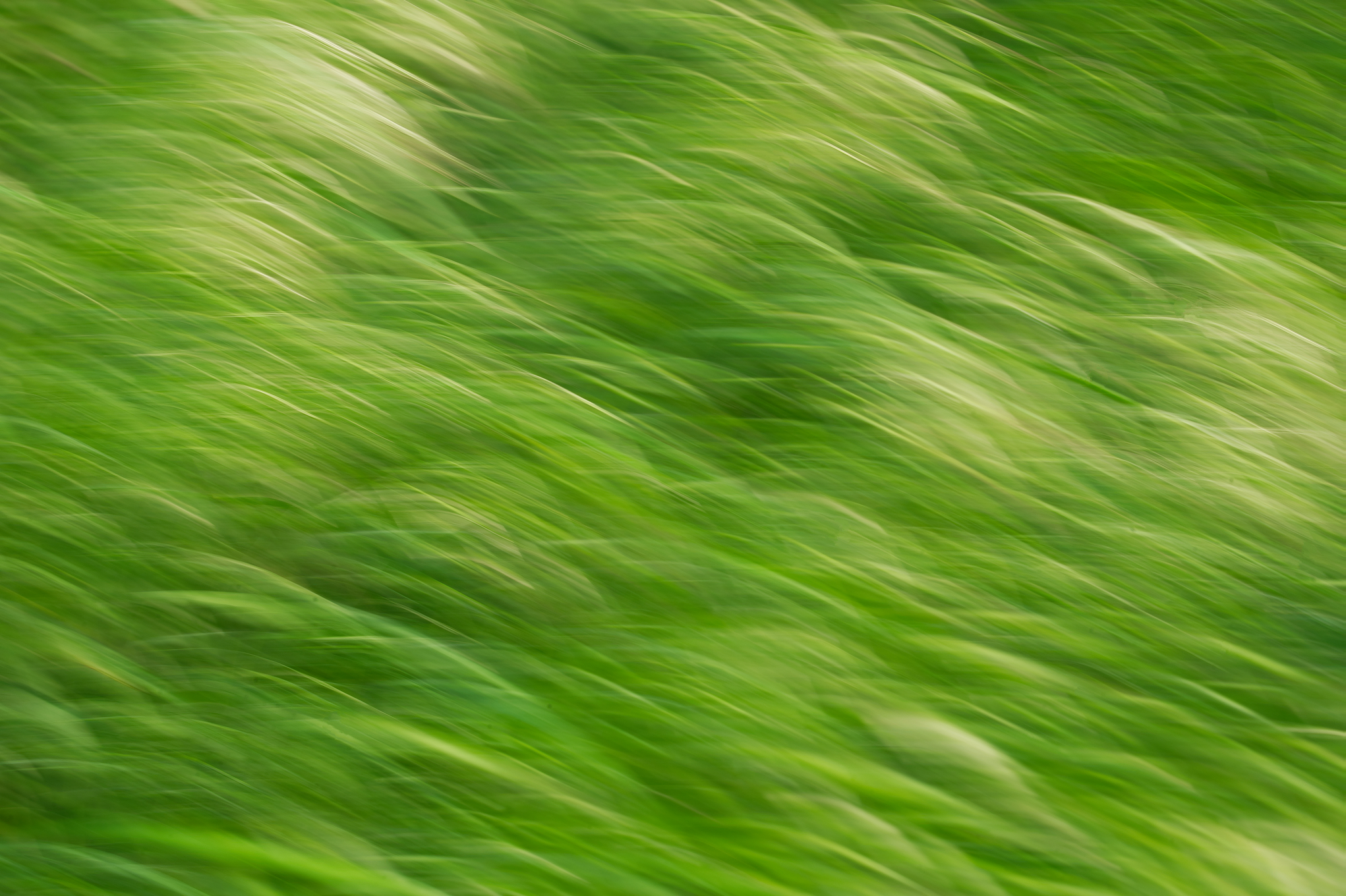 ...Wind im Gras...