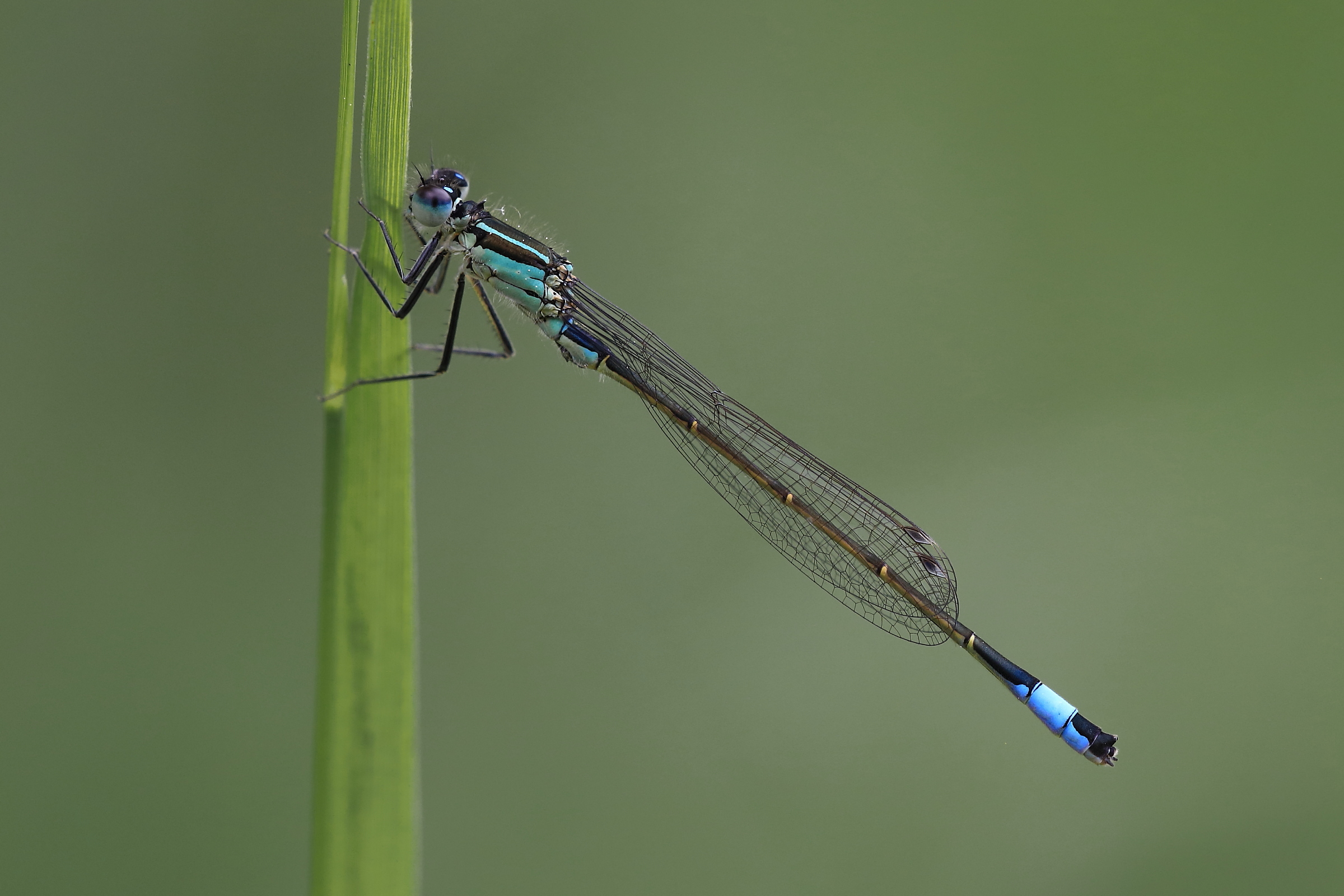 Grosse Pechlibelle II