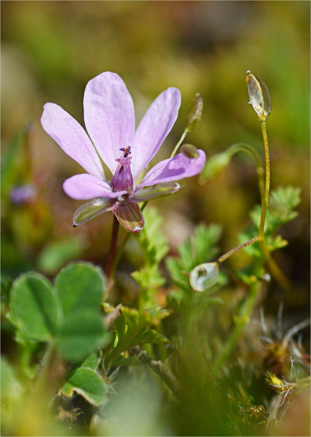 Reiherschnabel