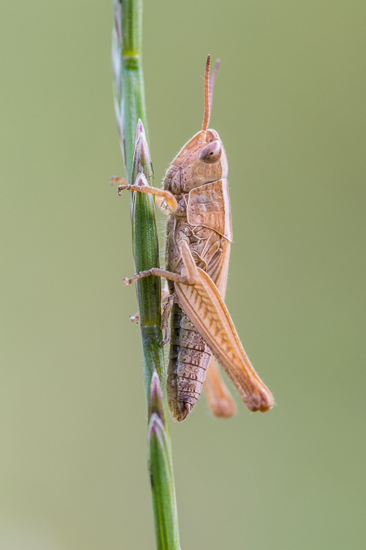 Heuschrecke (Forum für Naturfotografen)