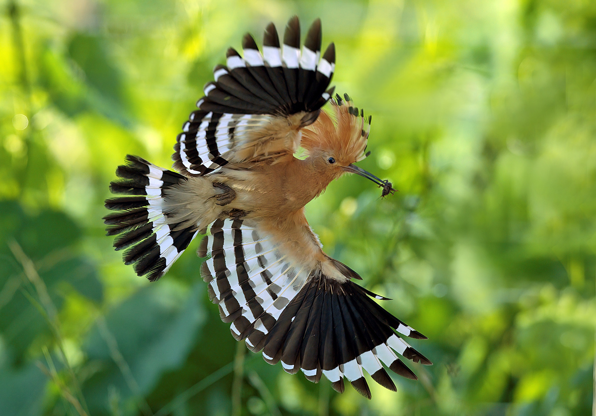 Flugkünstler