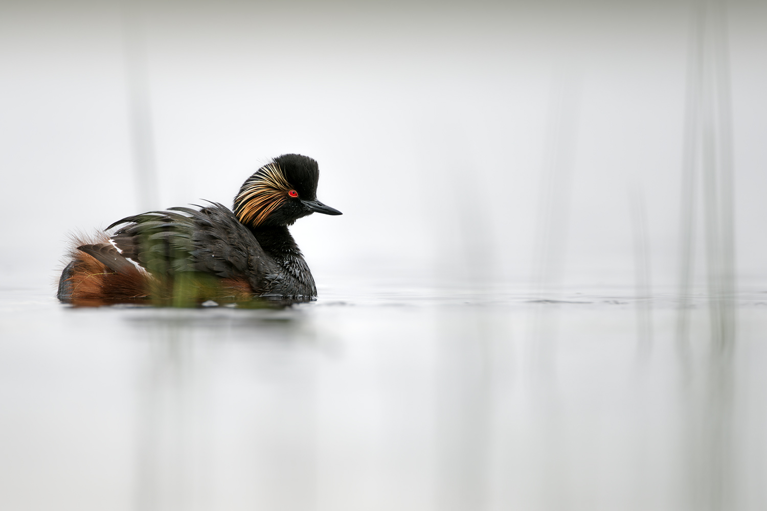 Kleiner Taucher