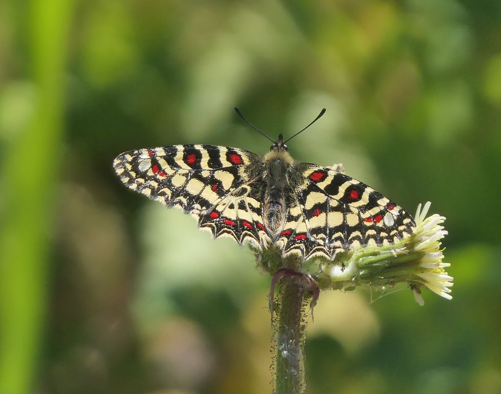 Spanischer Osterluzeifalter - Zerynthia rumina