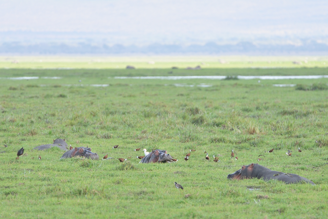 Hippos im Sumpf von Amboseli (2)