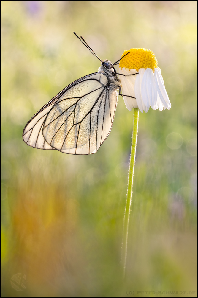 Baumweißling (Aporia crataegi)