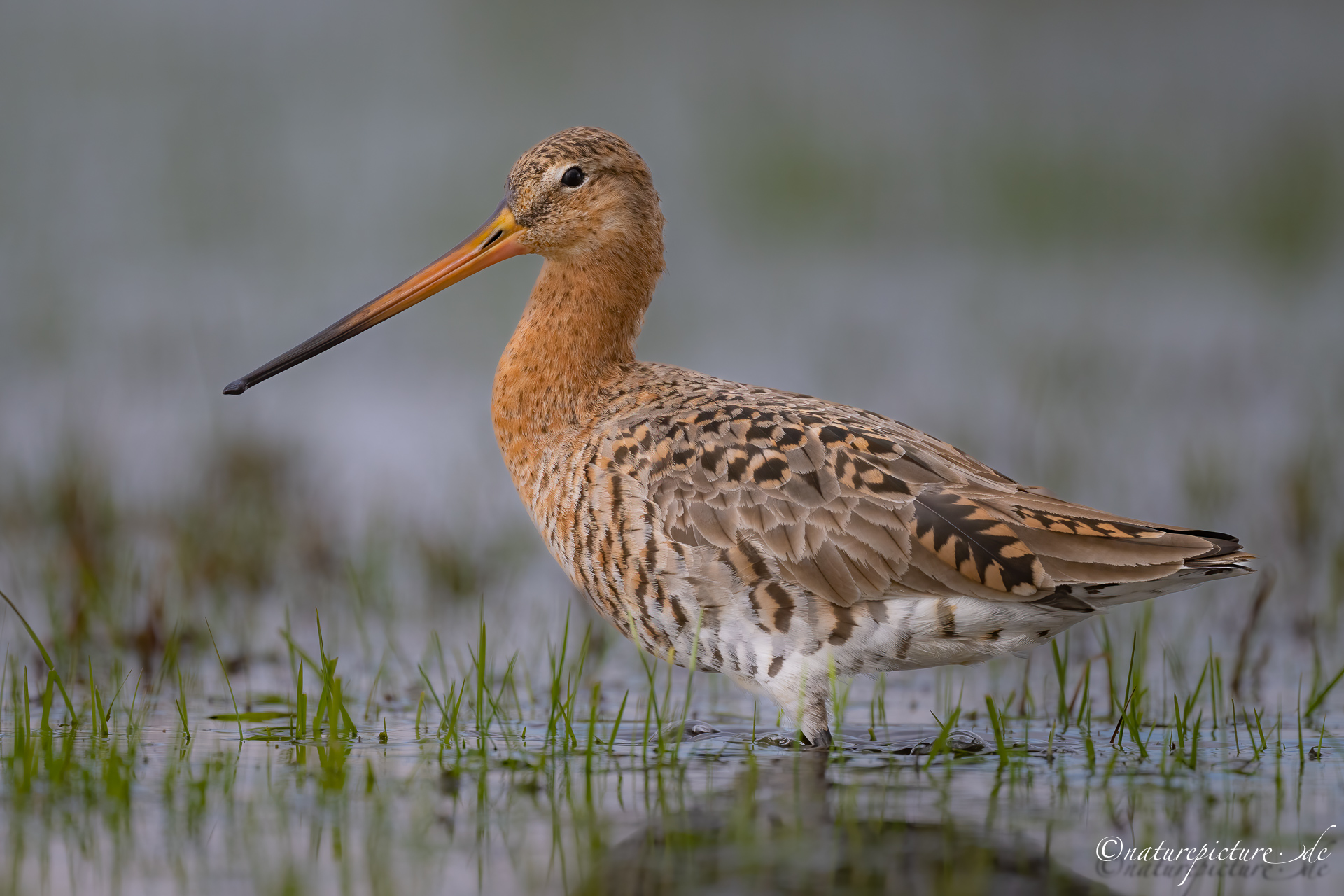 Black-tailed Godwit