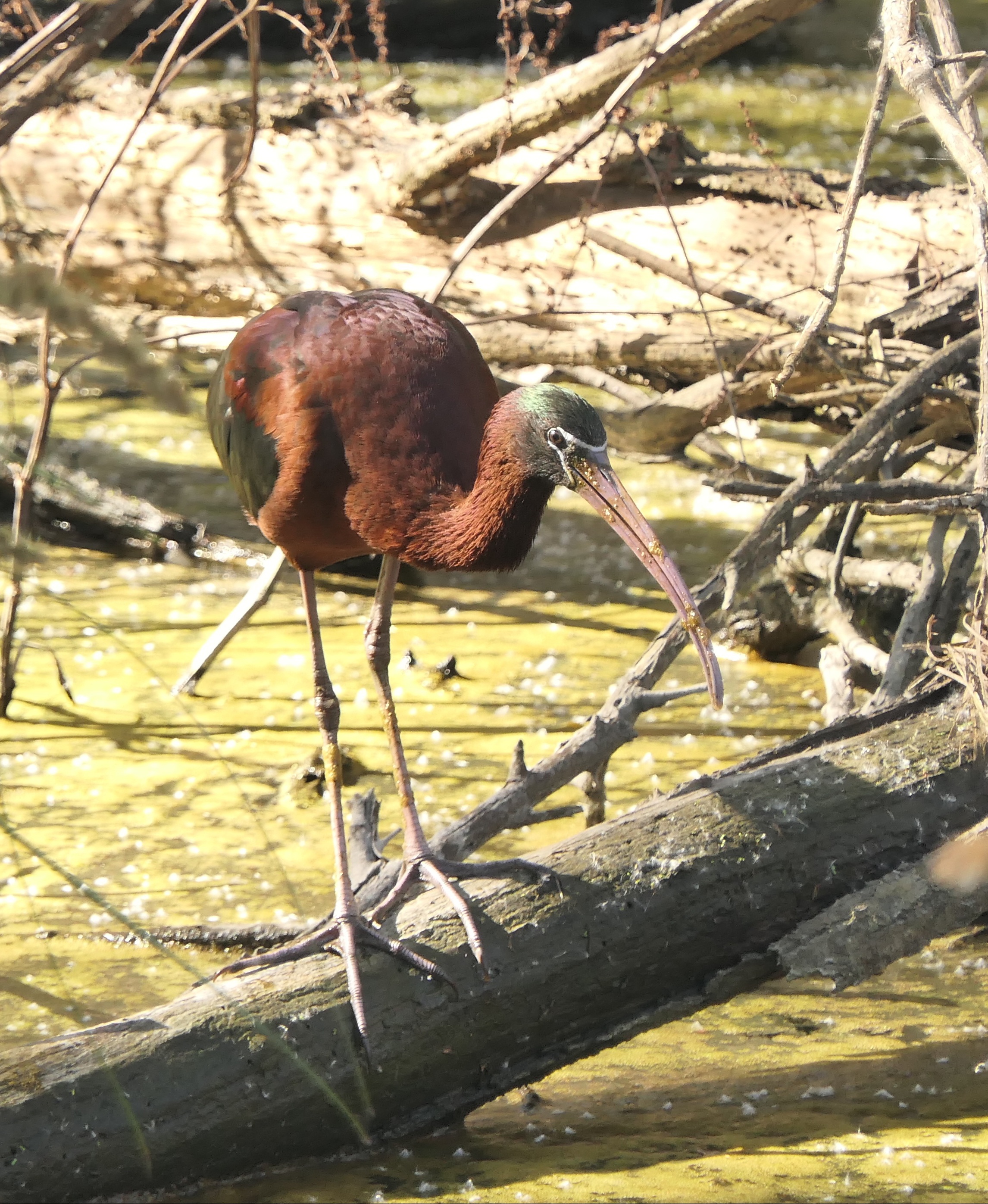 Braunsichler (Plegadis falcinellus)