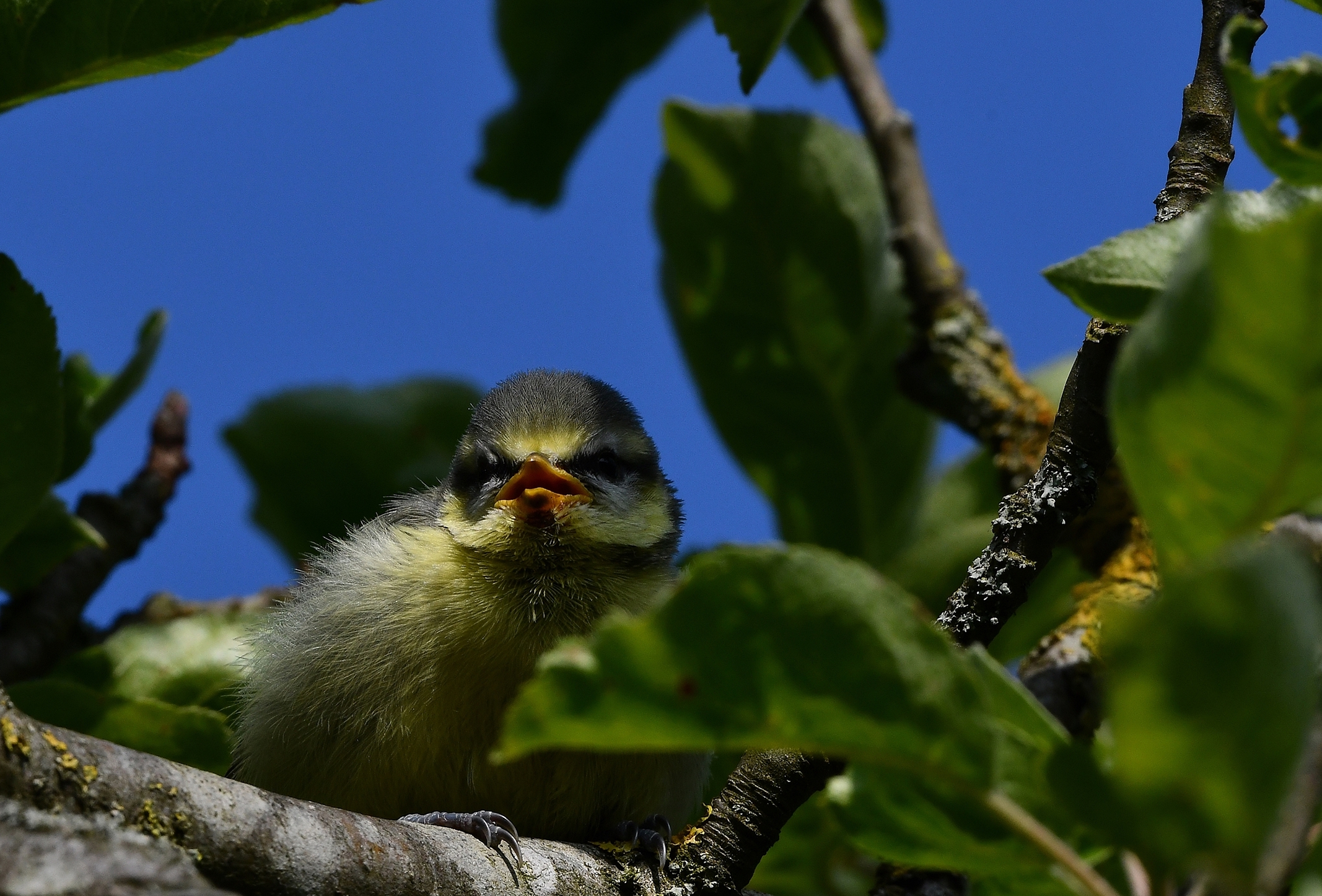 Blaumeise im Apfelbaum