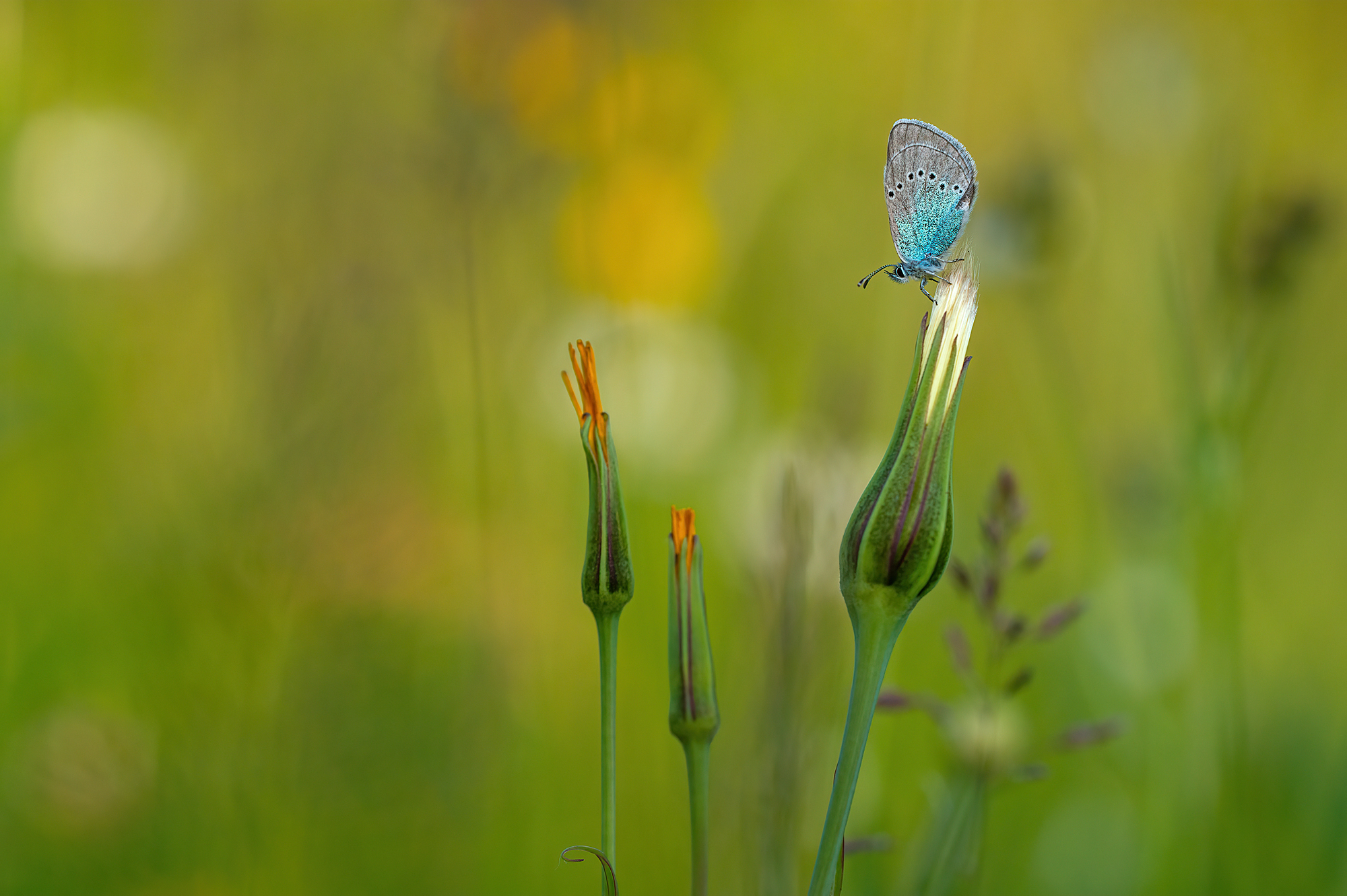 Frühling auf der Streuobstwiese