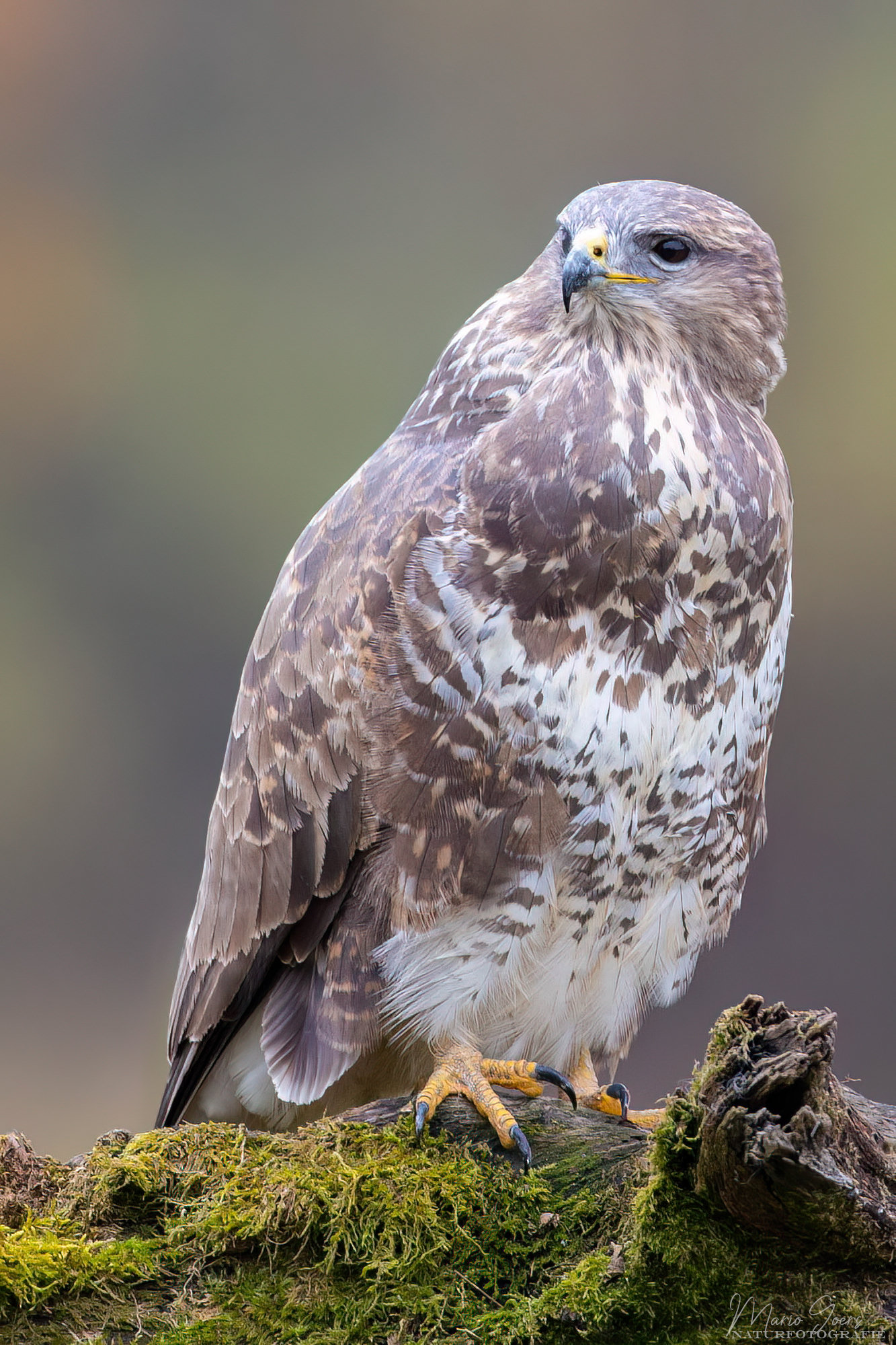 Mäusebussard