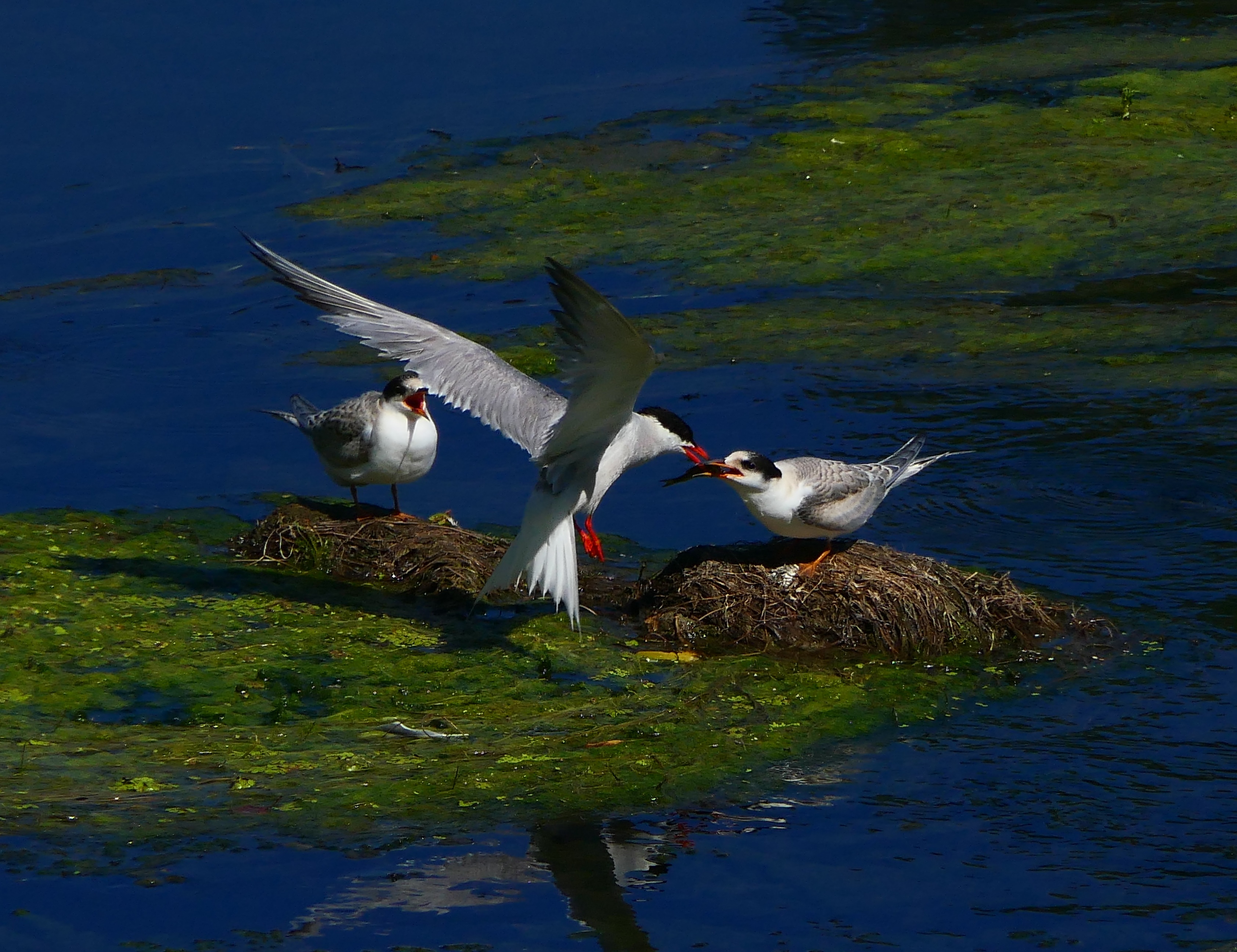 Flussseeschwalbe (Sterns hirundo)