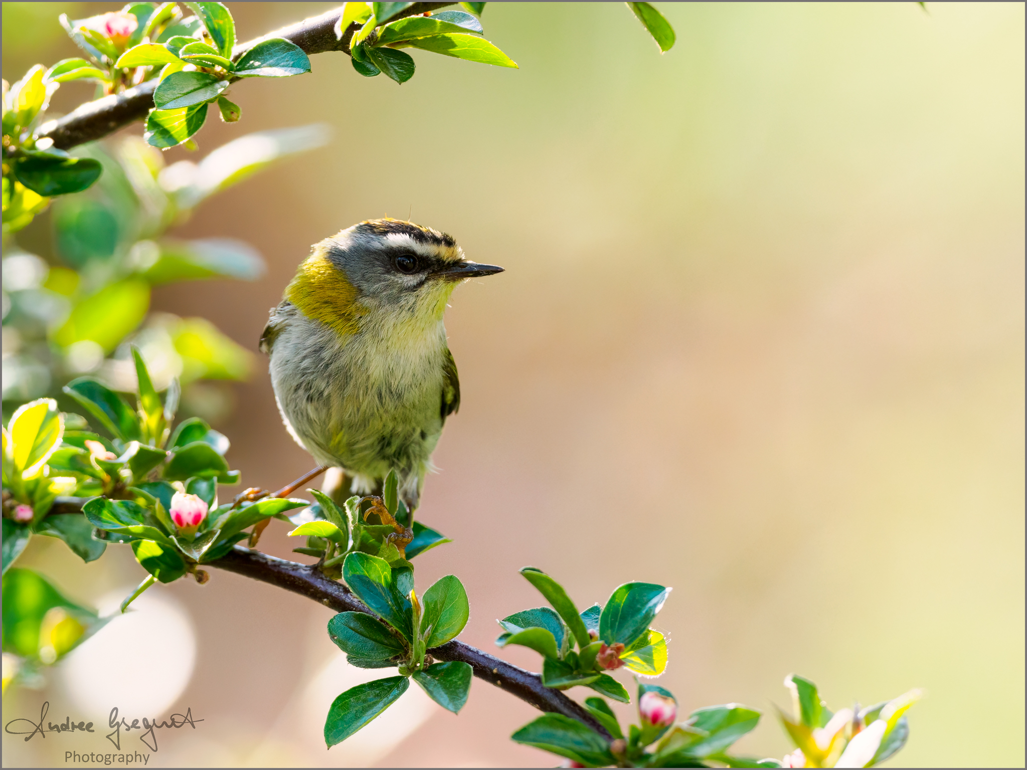 Sommergoldhähnchen