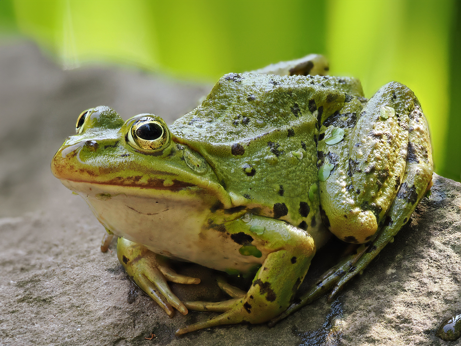 Teichfrosch