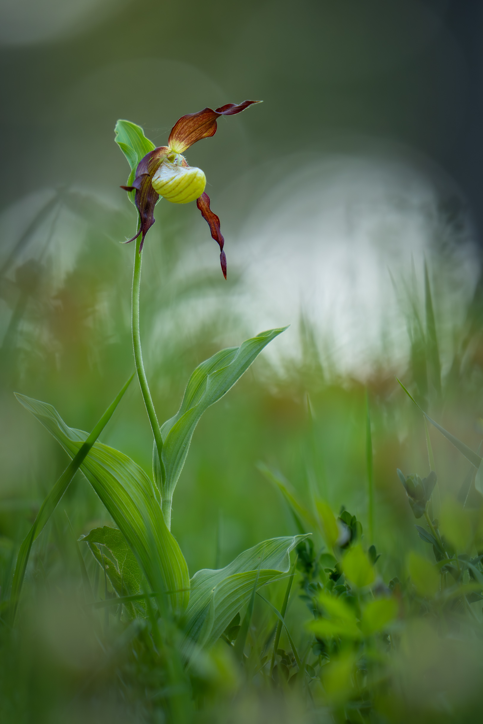 Tief im Wald