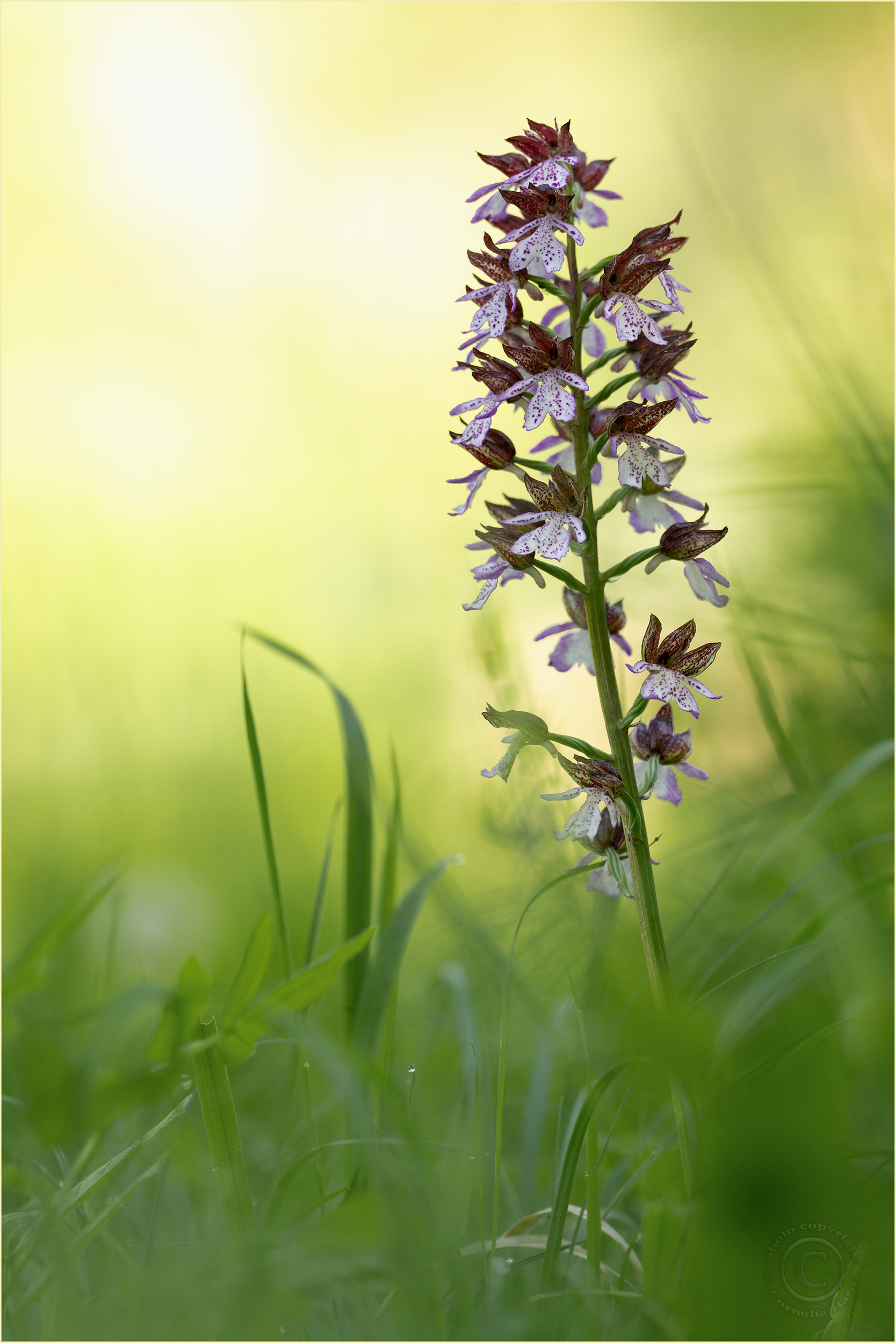 Purpur Knabenkraut (Orchis purpurea)