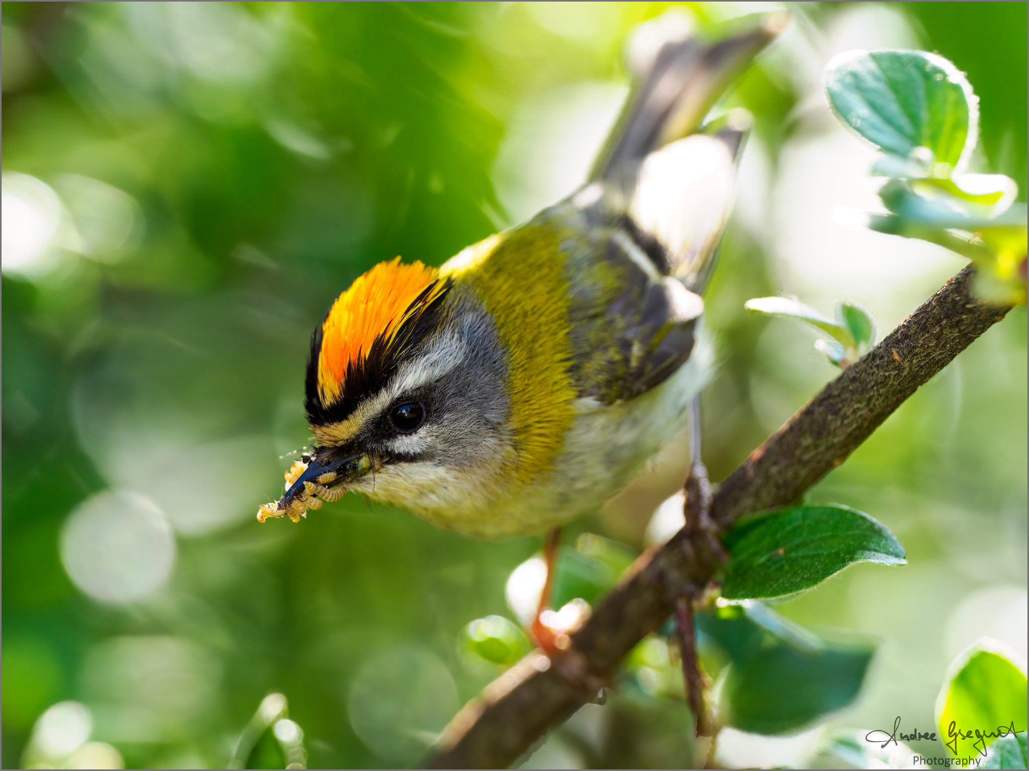 Sommergoldhähnchen