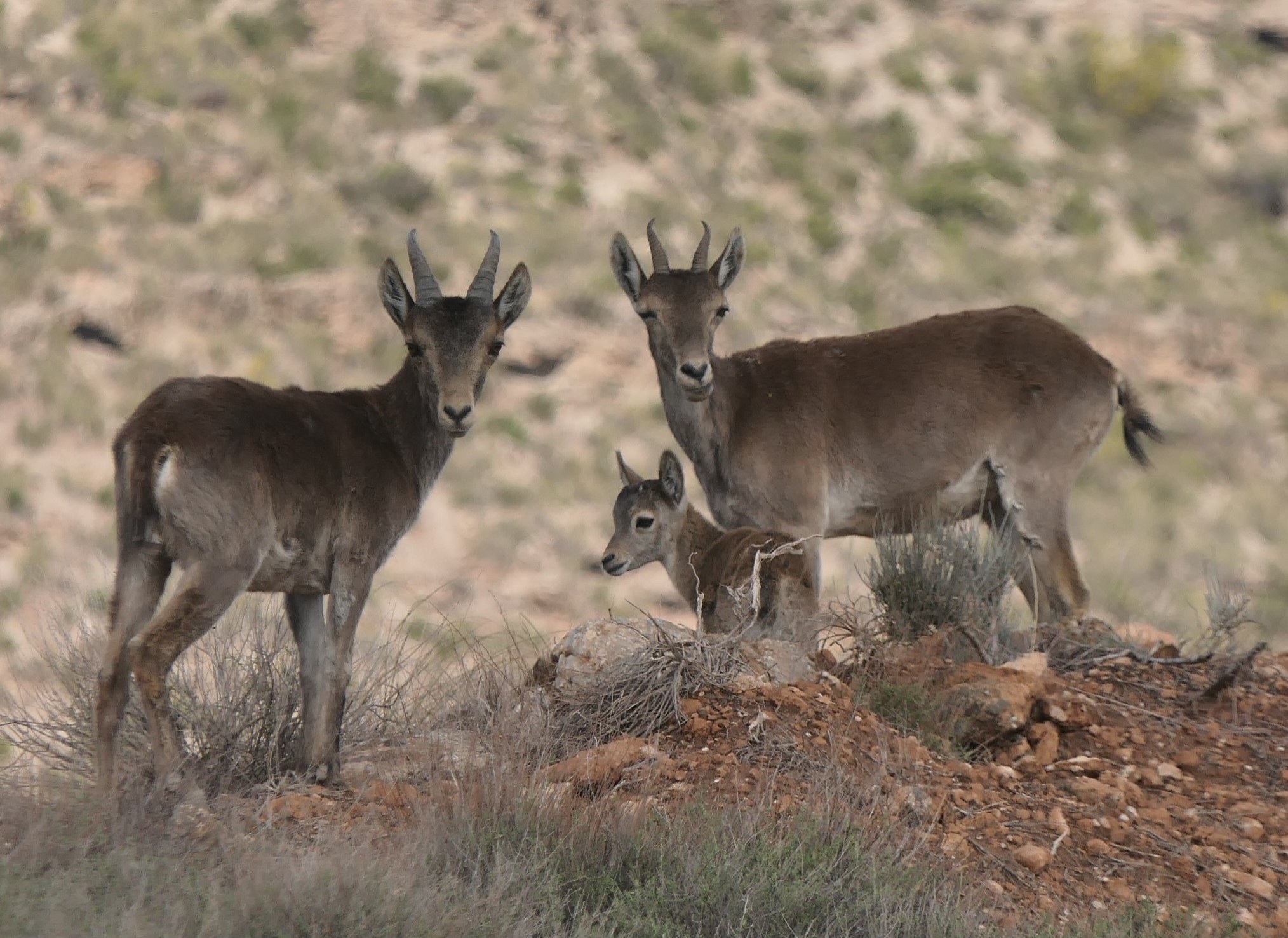 Iberischer Steinbock