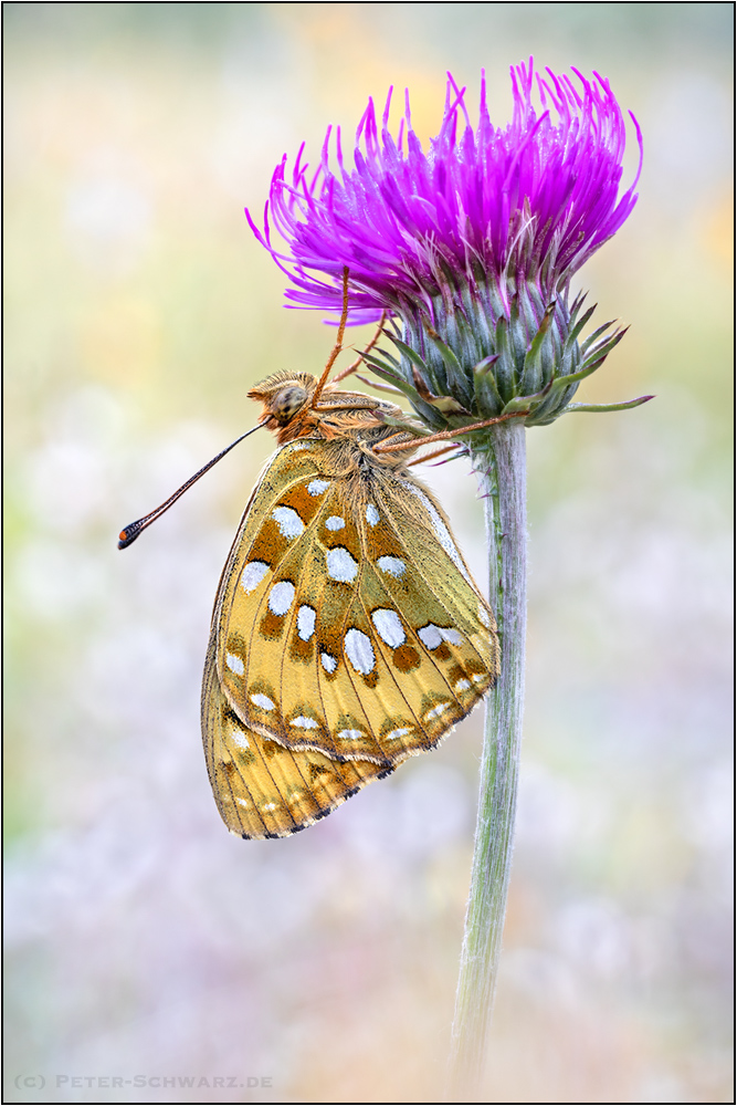 Großer Perlmuttfalter (Speyeria aglaja)