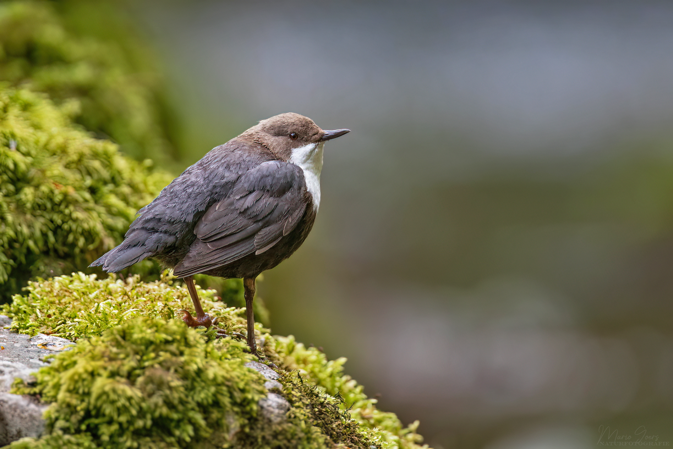 Wasseramsel